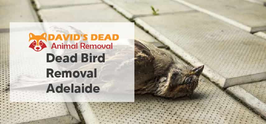 Dead Bird Removal Adelaide