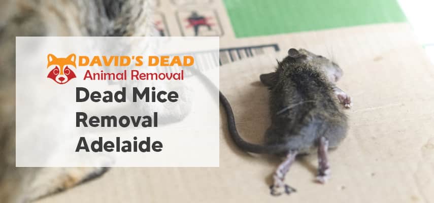 Dead Mice Removal Adelaide