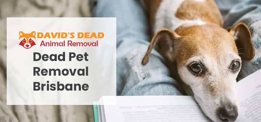 Dead Pet Removal Brisbane