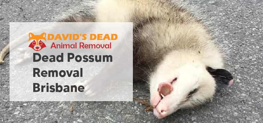 Dead Possum Removal Brisbane