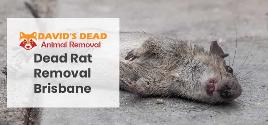 Dead Rat Removal Brisbane